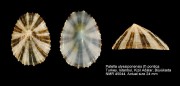 Patella ulyssiponensis